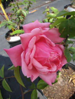 Rosa Rosa Stern